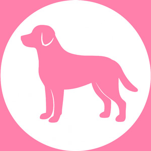 Pensione per cani taglia media Pensione per cani taglia media